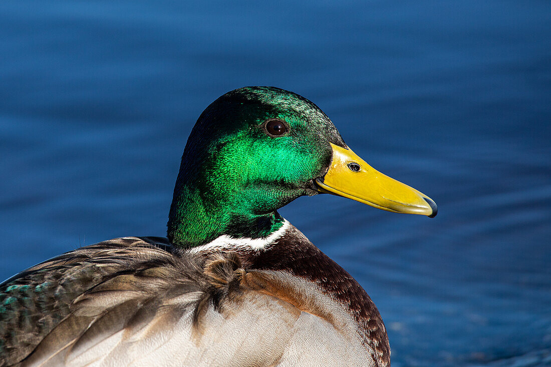 Mallard