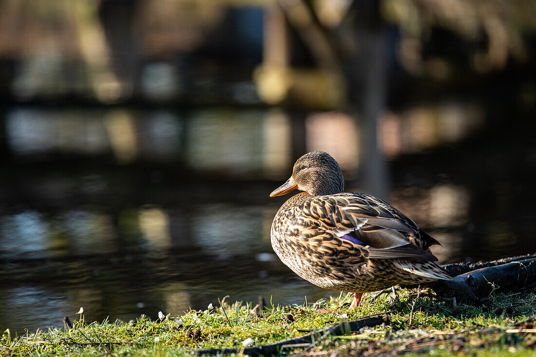 Mallard