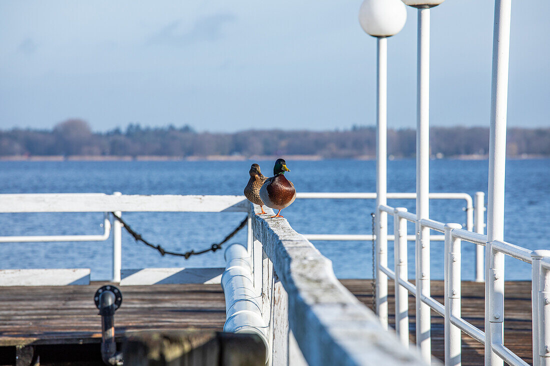 Ducks on jetty