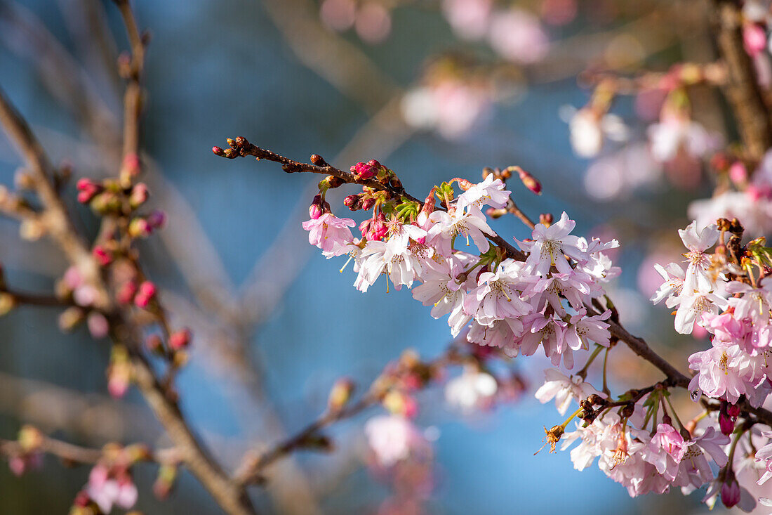 Prunus subhirtella