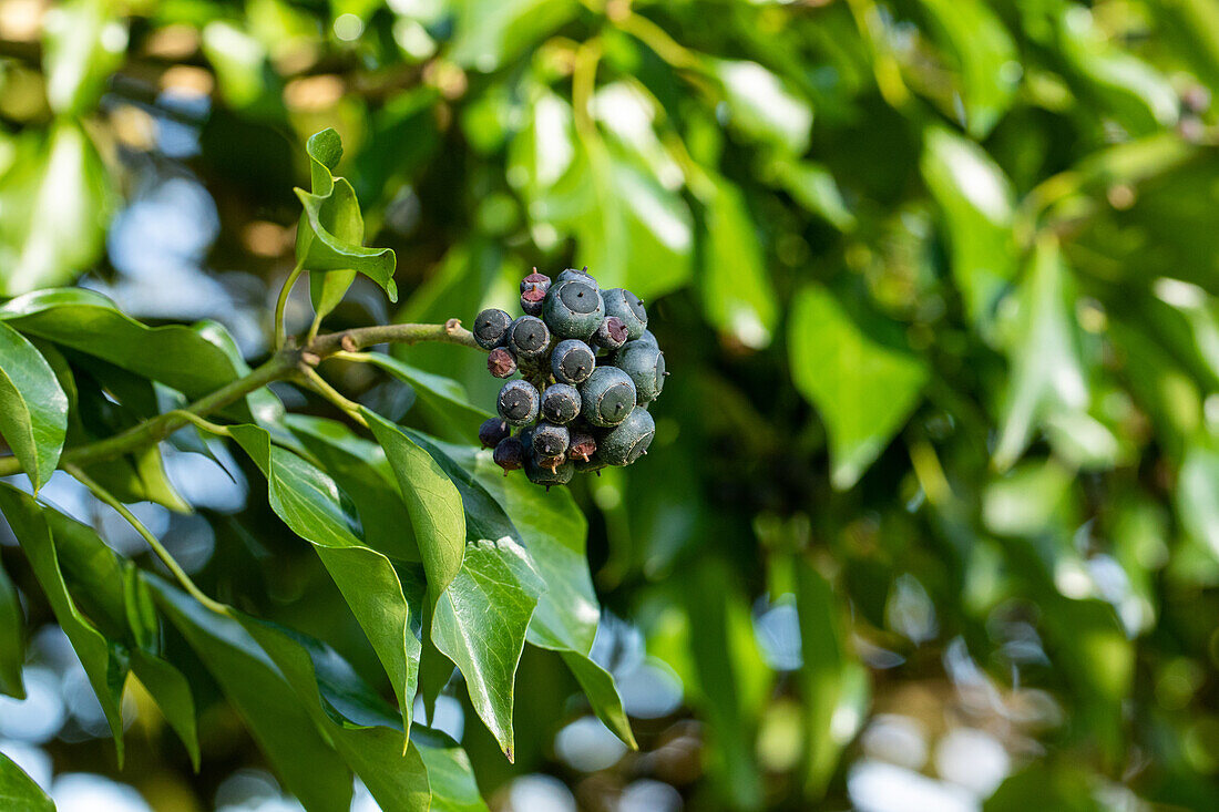 Hedera helix