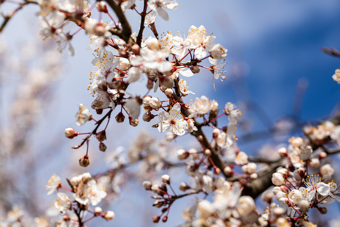 Prunus incisa