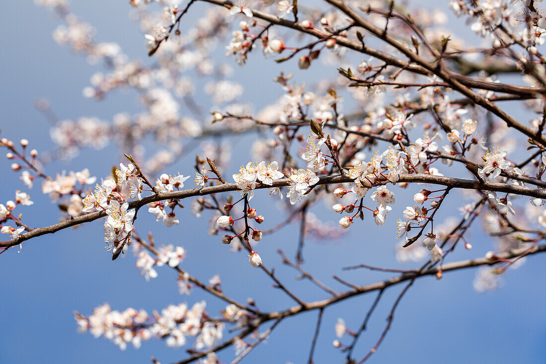 Prunus incisa