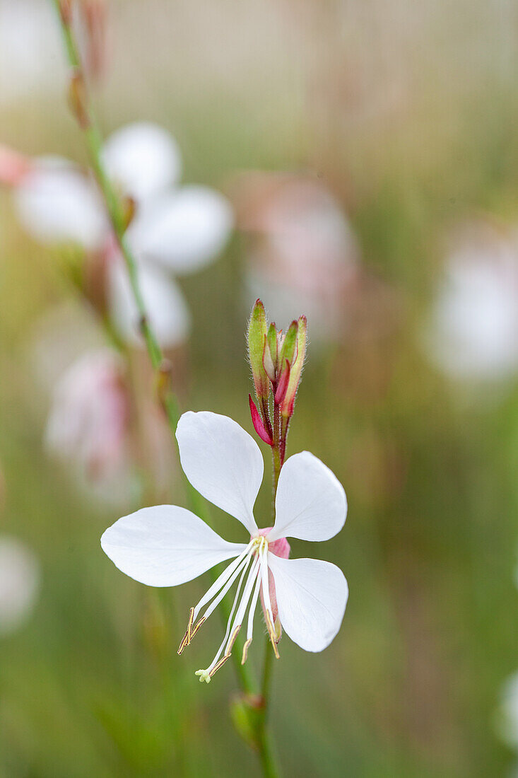 Gaura lindheimeri 'Gambit Pink'