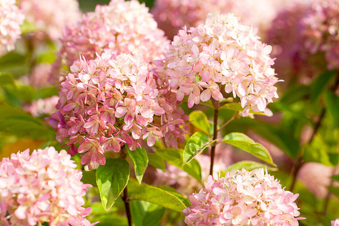 Hydrangea arborescens, pink