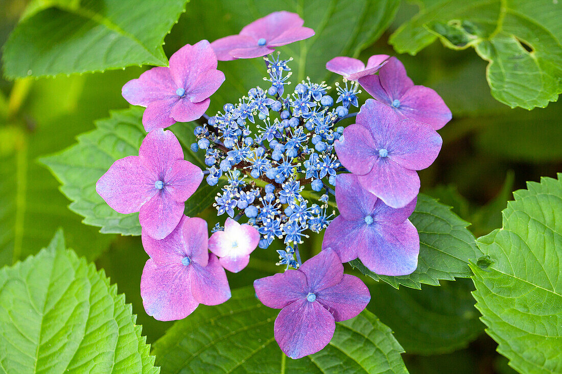 Hydrangea macrophylla, Teller