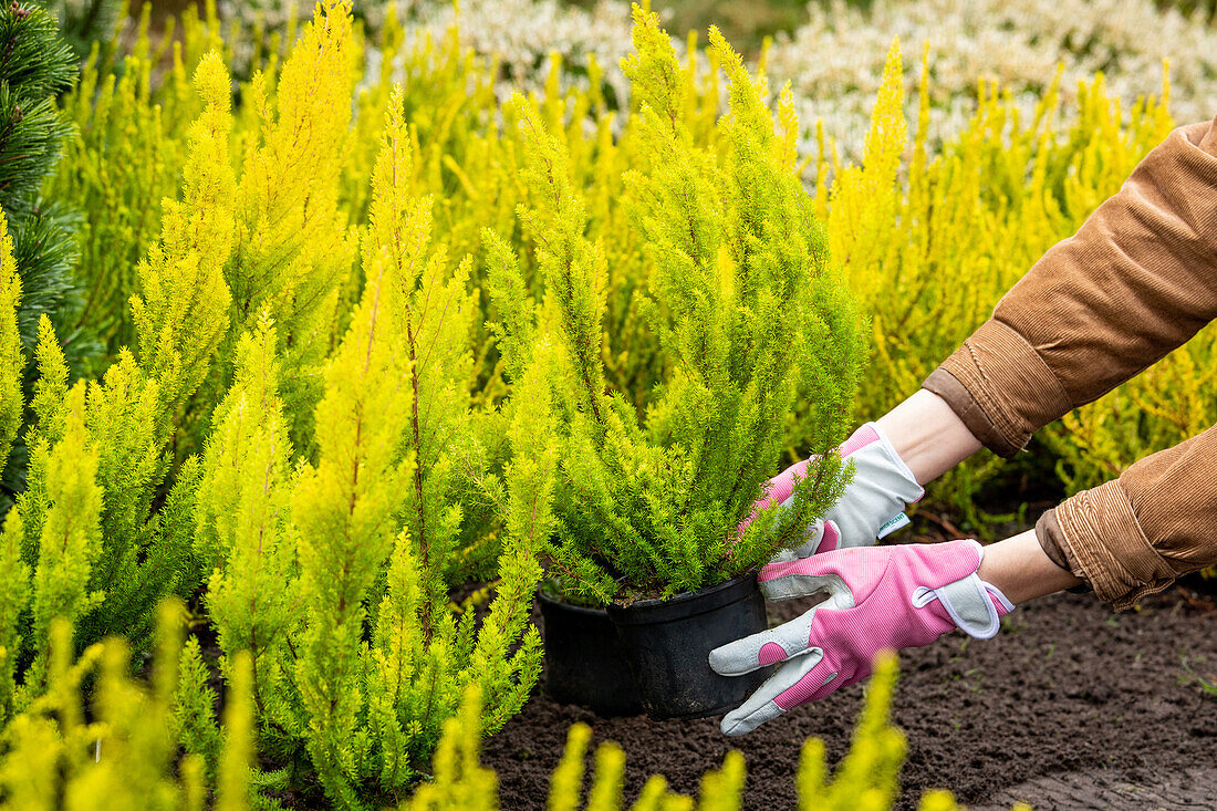 Erica arborea