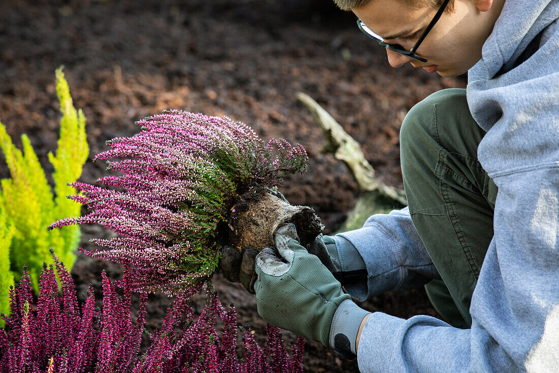 Gardener plants heather