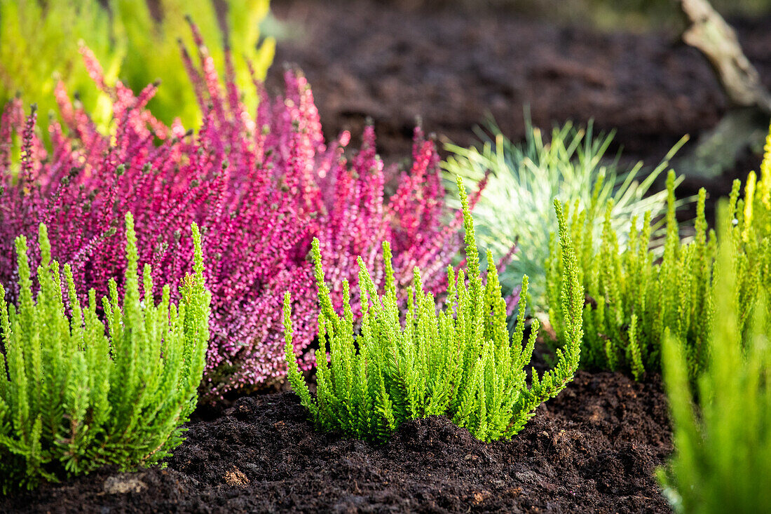 Planting heather