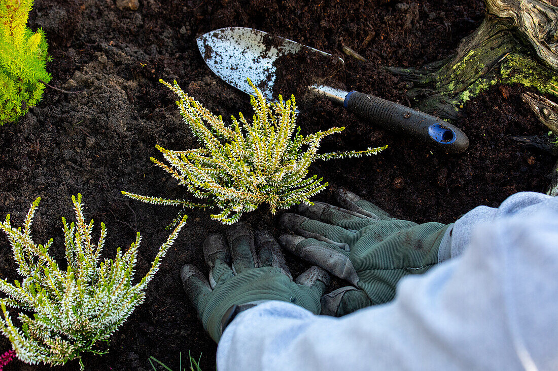 Gardener plants heather