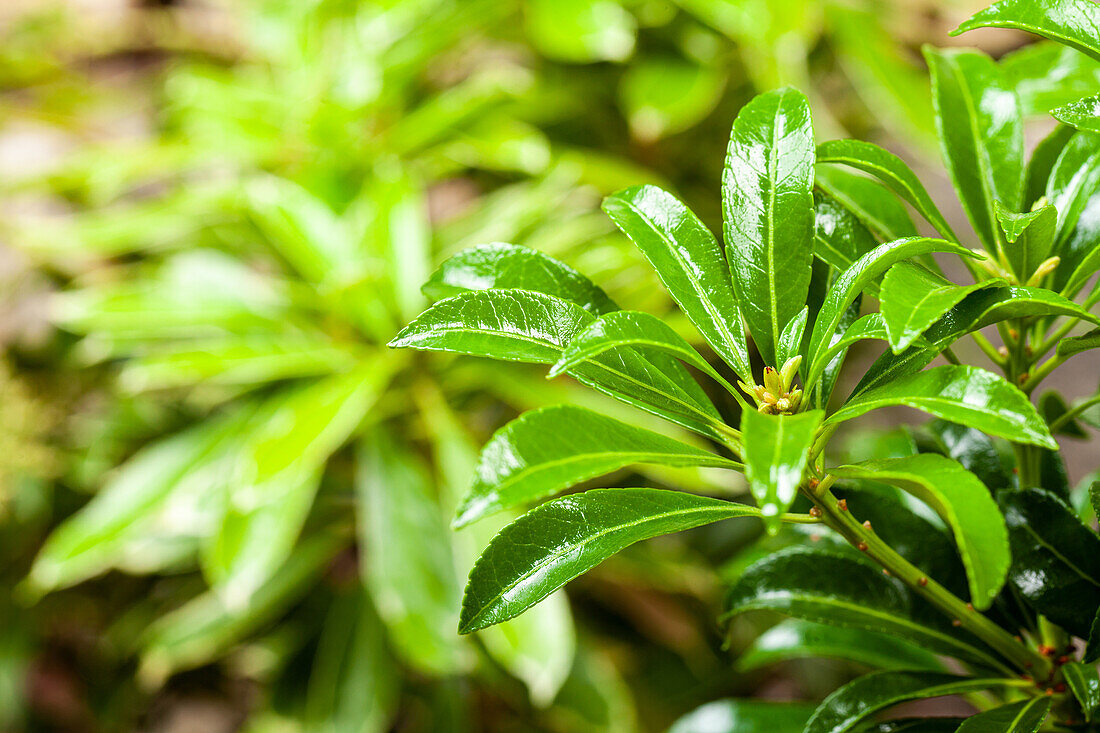 Pieris japonica 'Passion'®