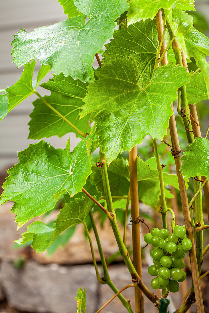 Vitis vinifera 'Lakemont'