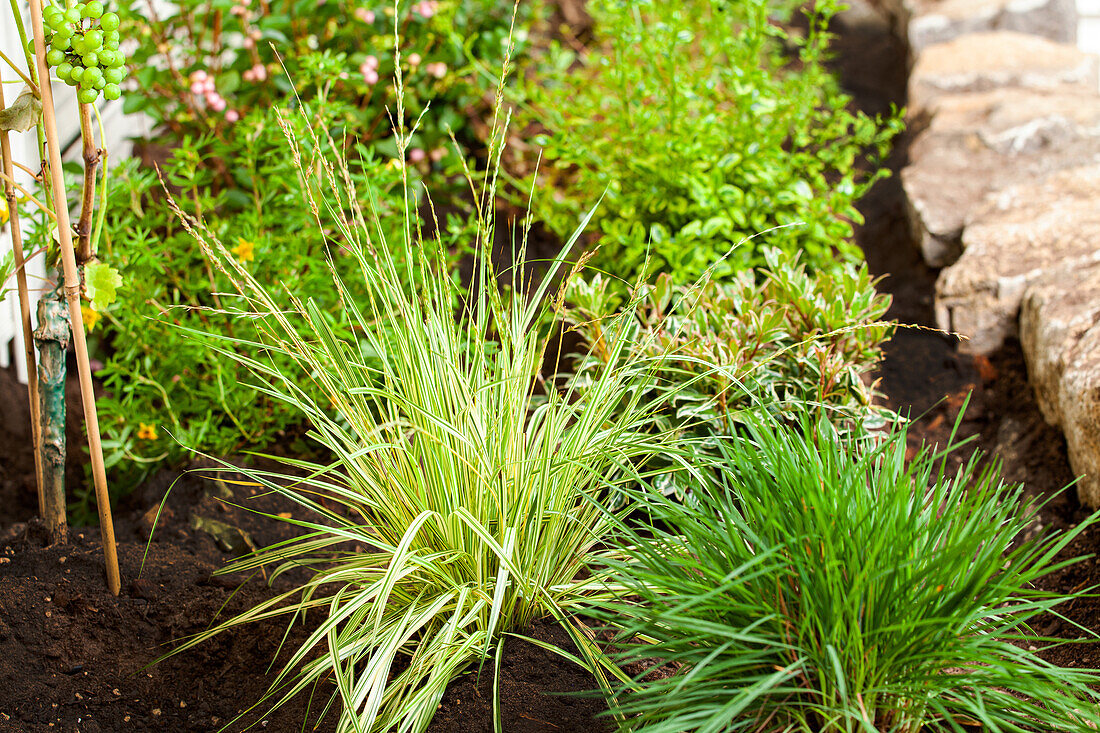 Molinia caerulea 'Variegata'