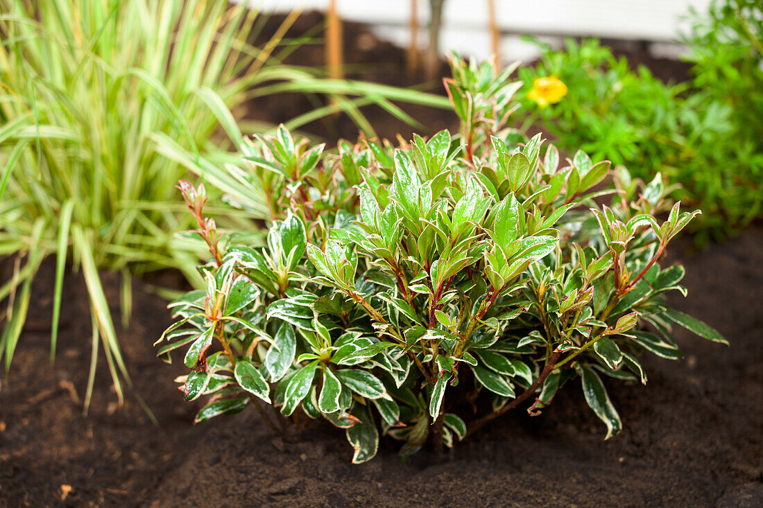 Pieris japonica 'Little Heath'