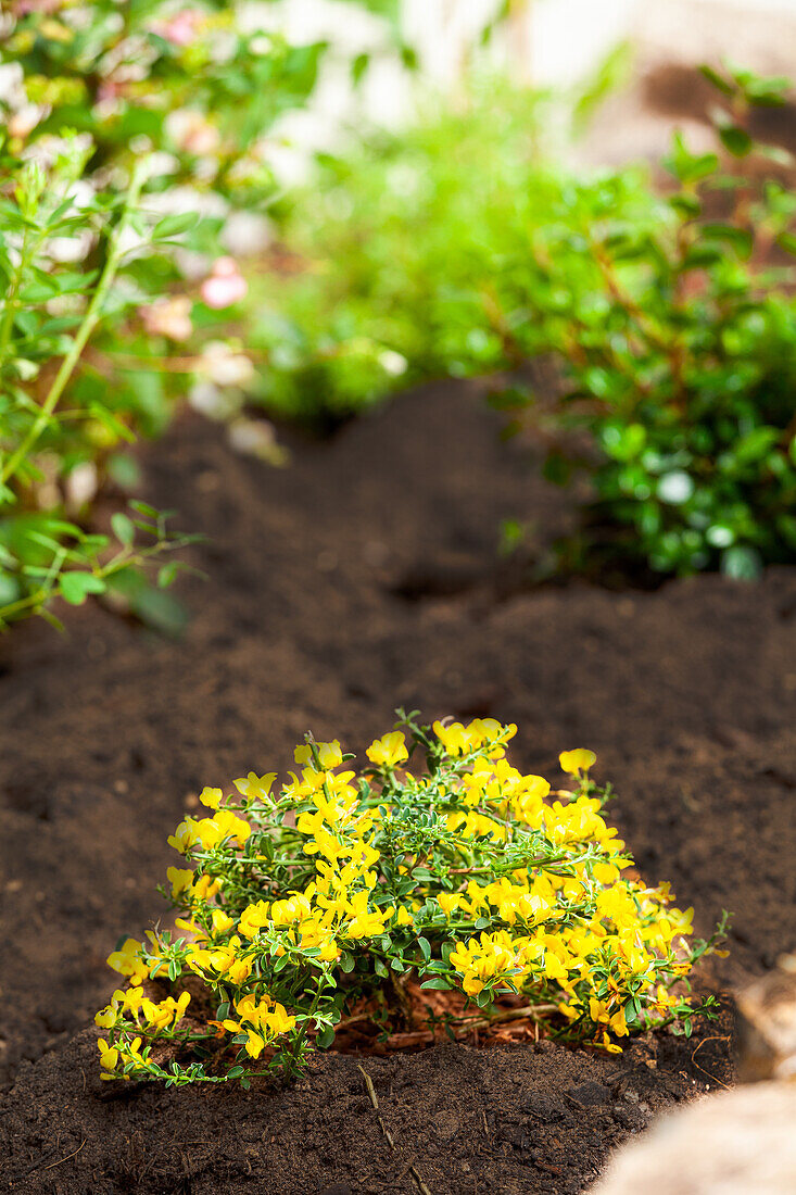 Genista pilosa 'Lemon Spreader'