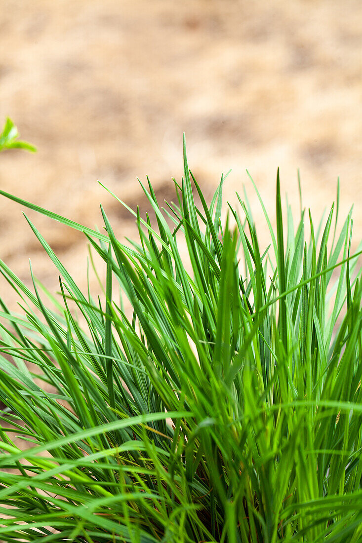 Molinia caerulea