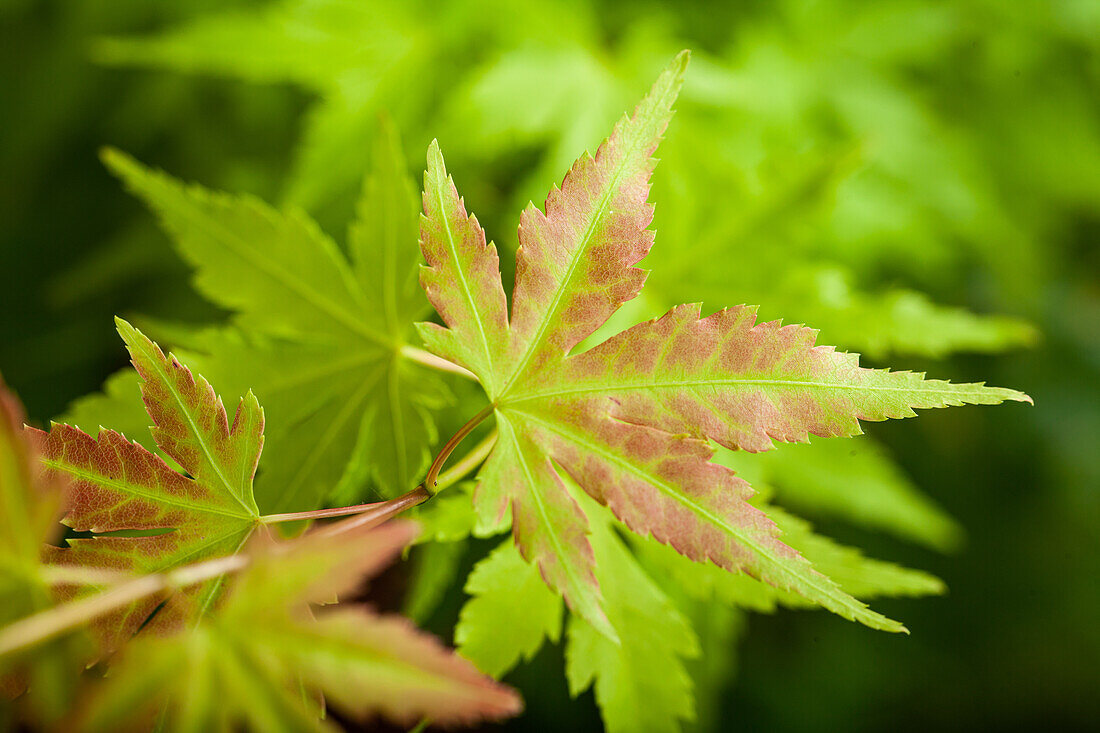 Acer palmatum 'Red Wine'