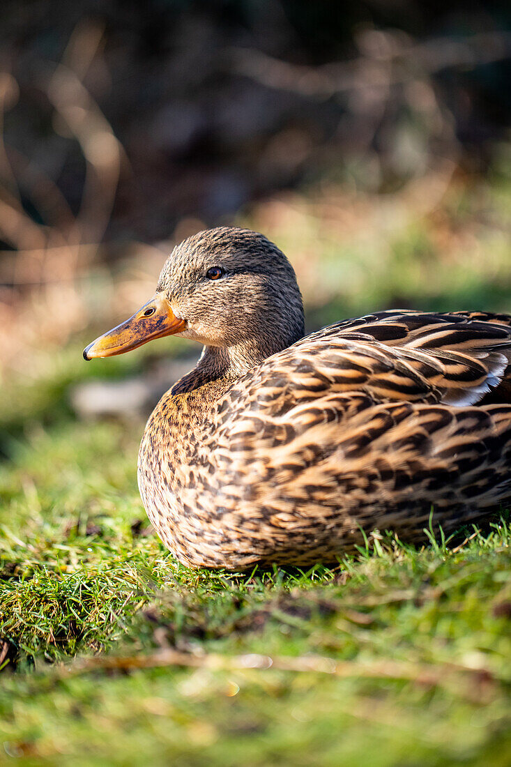 Mallard