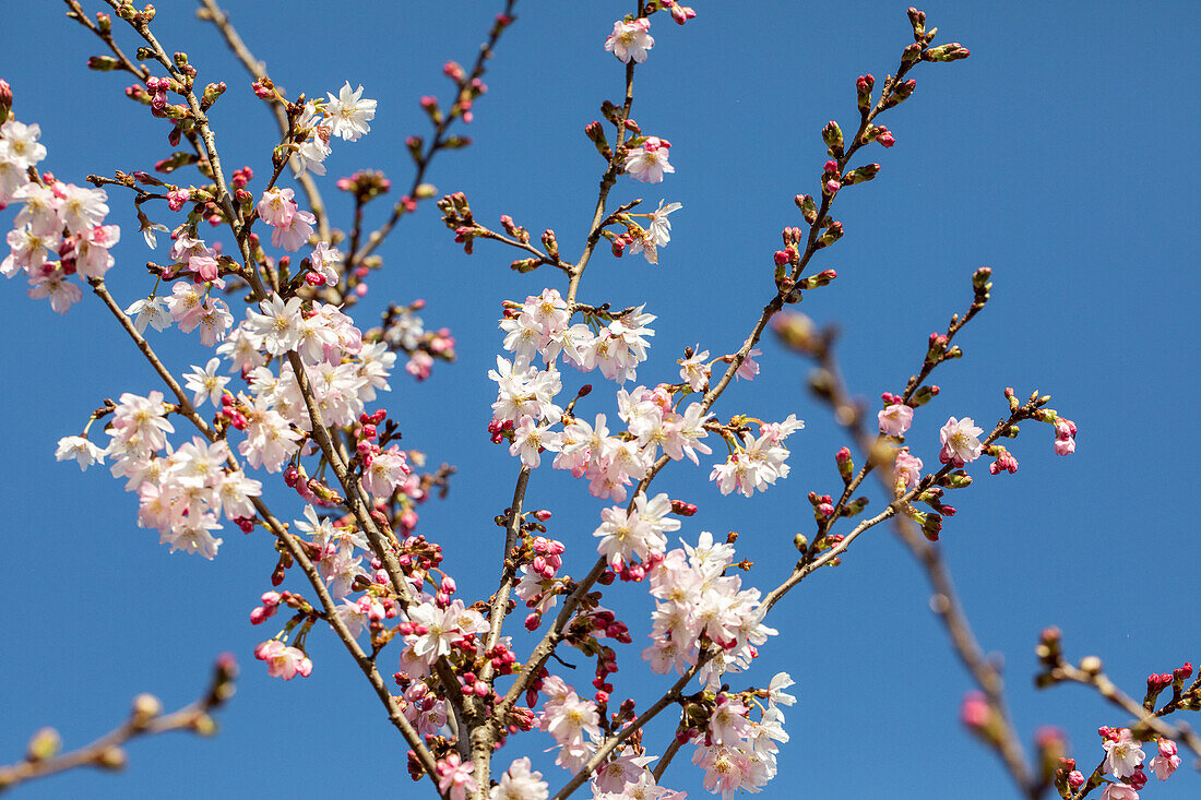 Prunus subhirtella