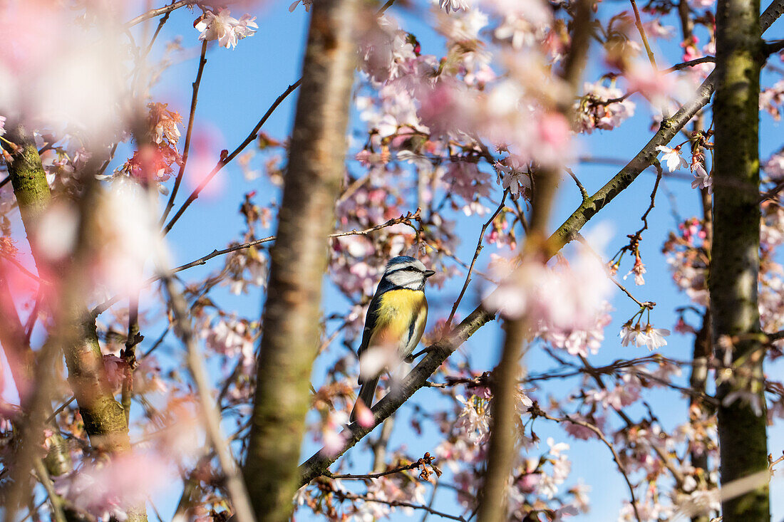 Blue tit in flowering cherry