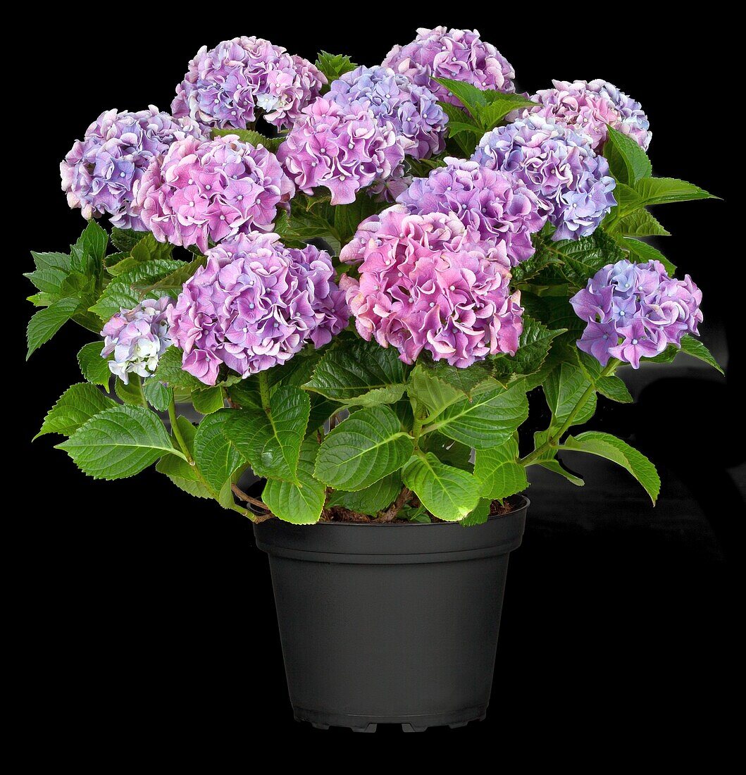 Hydrangea macrophylla, purple