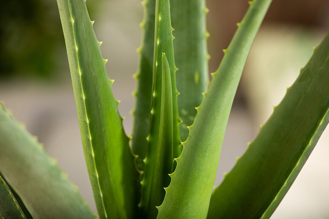 Aloe vera barbadensis miller