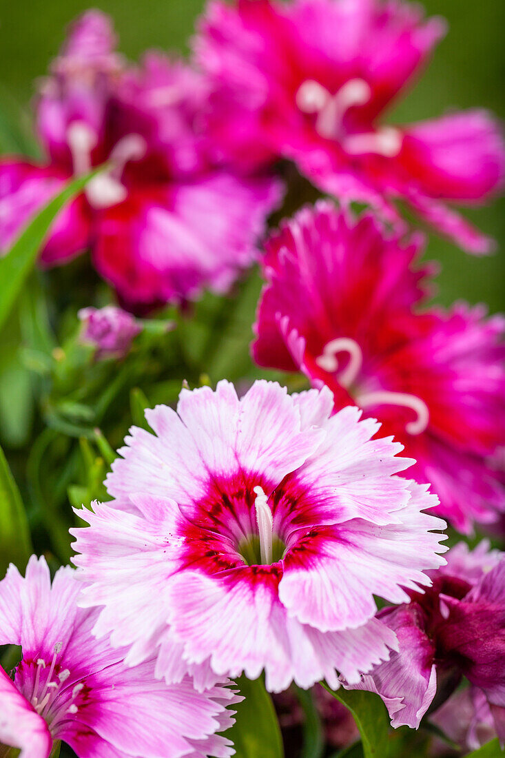 Dianthus chinensis