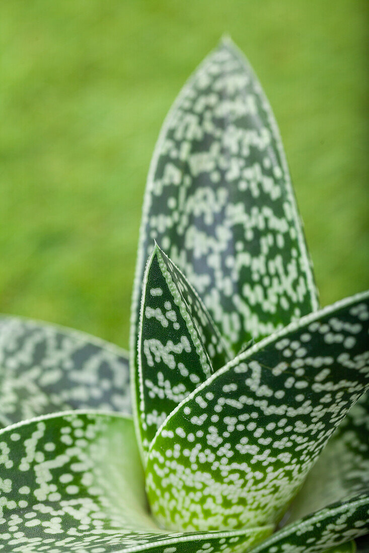 Aloe variegata 'Magic'