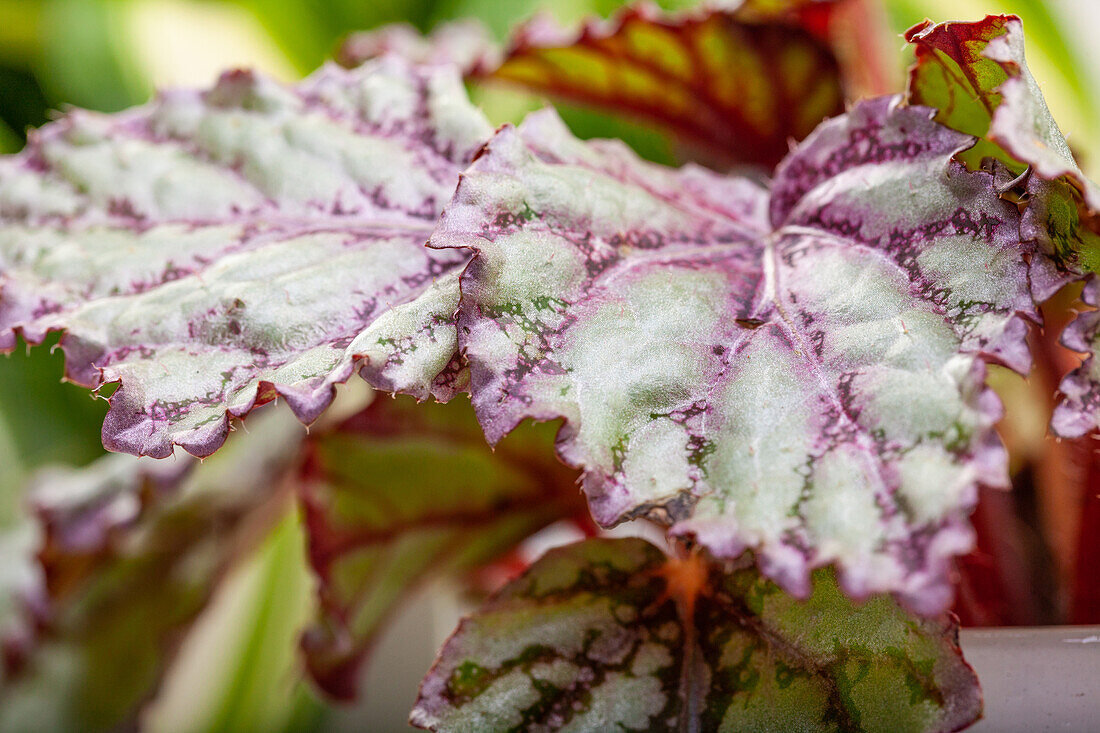 Begonia rex