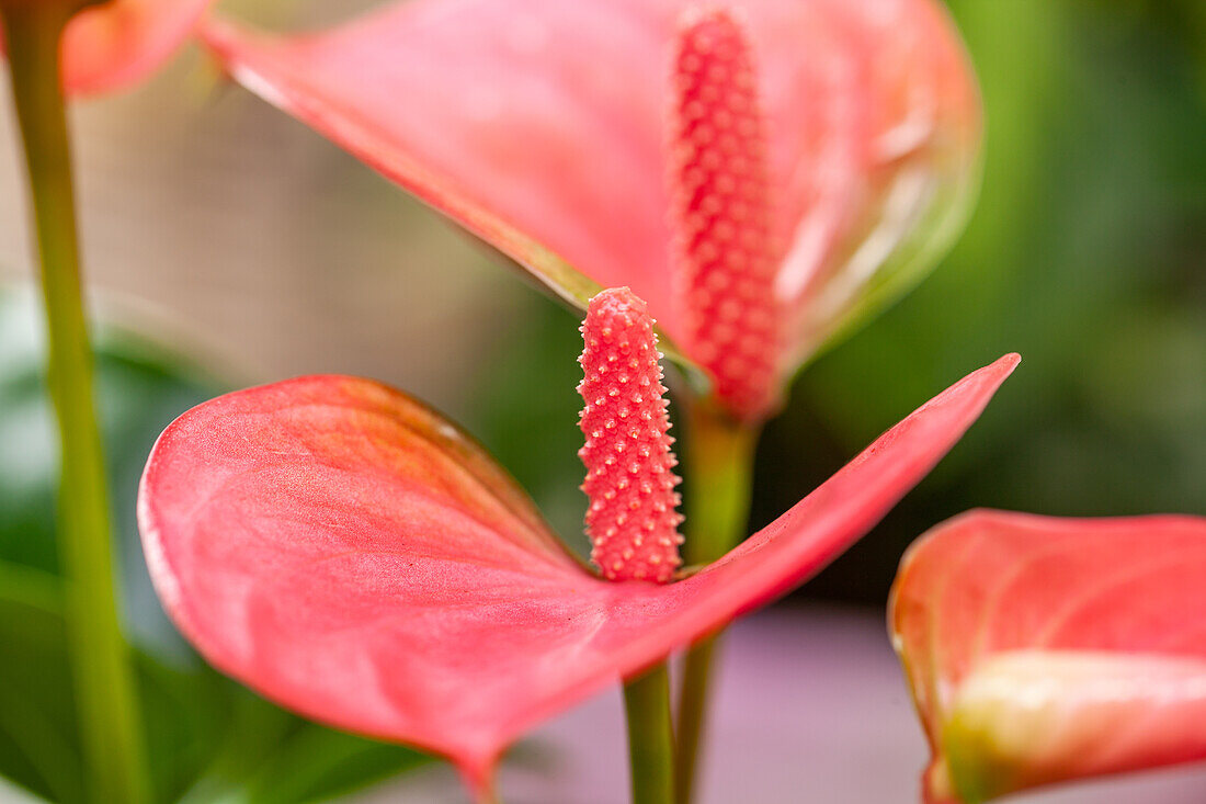 Anthurium x andreanum, pink