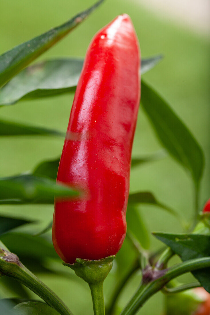 Capsicum annuum 'Naschzipfel'