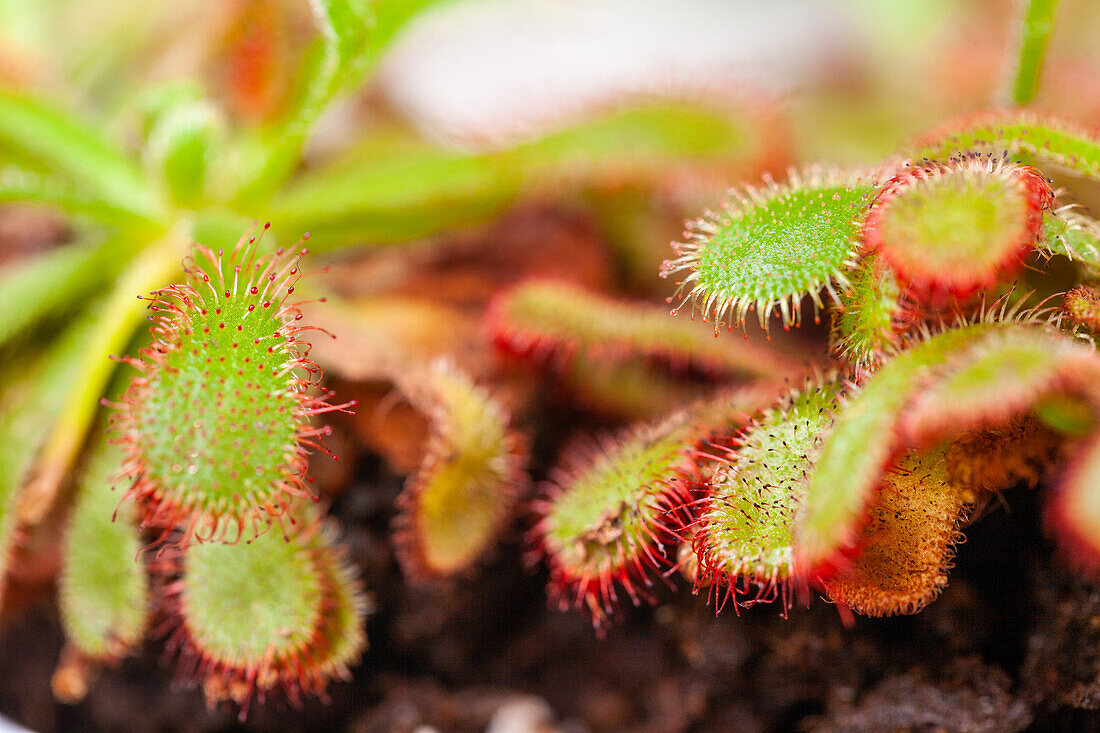 Drosera binata