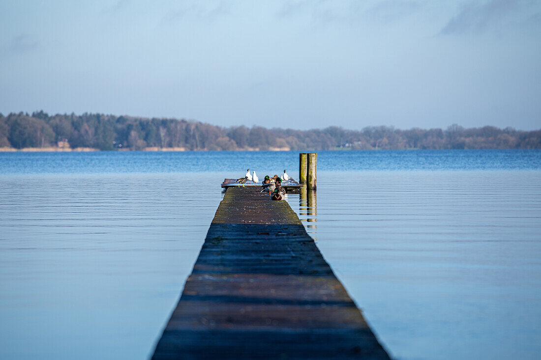 Footbridge with birds