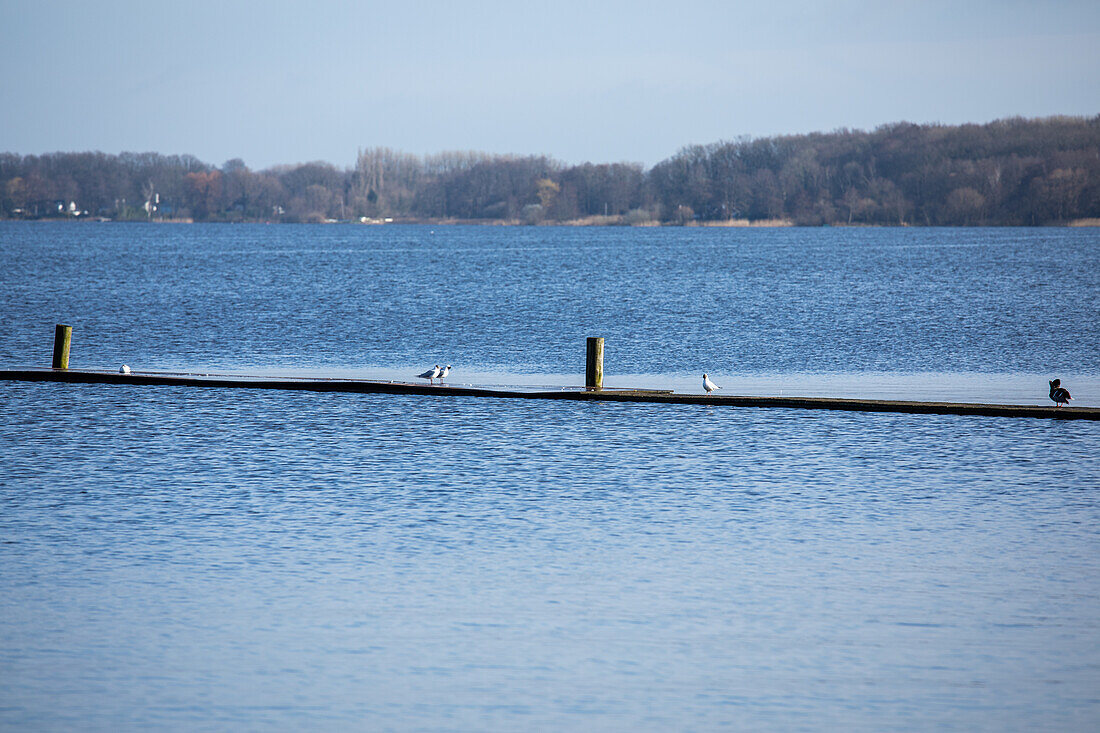 Footbridge with birds