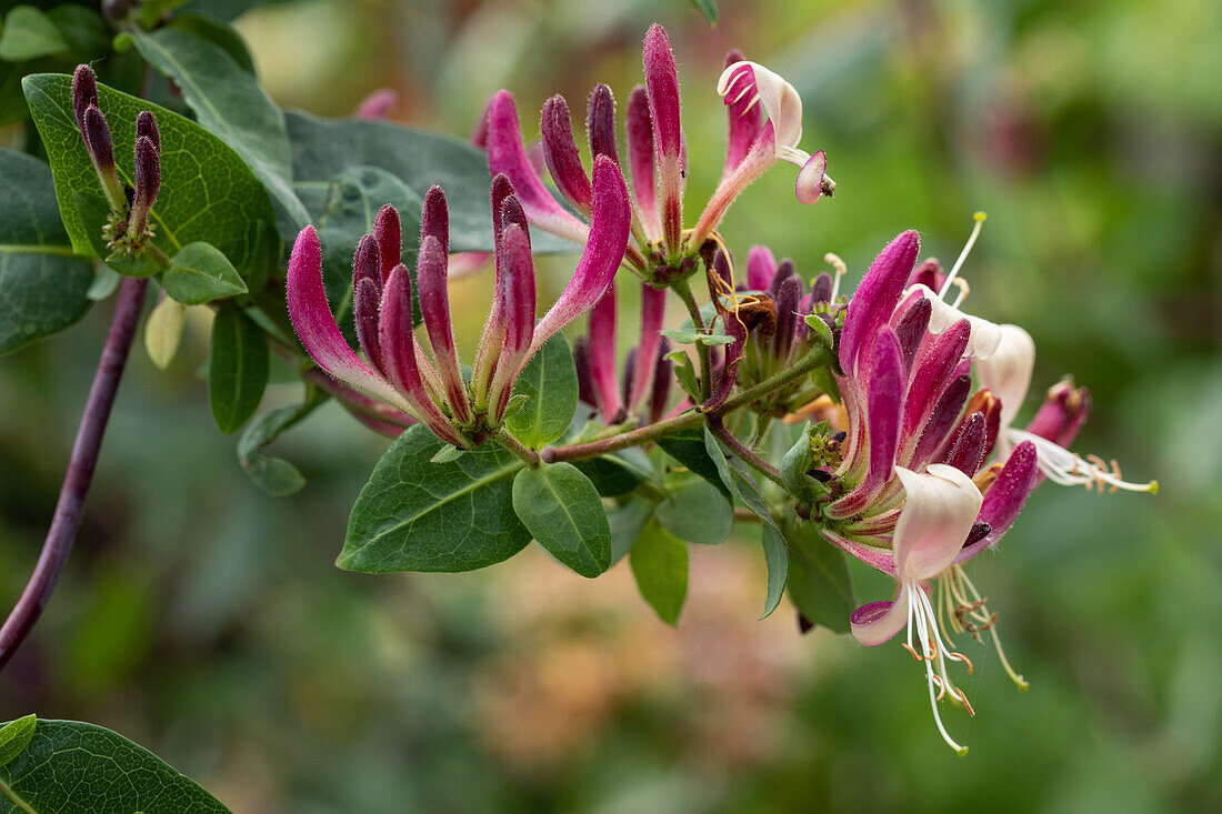 Lonicera x heckrotti ,Geißblatt'