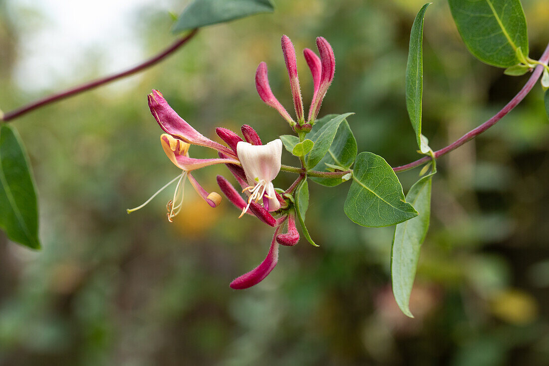 Lonicera heckrottii