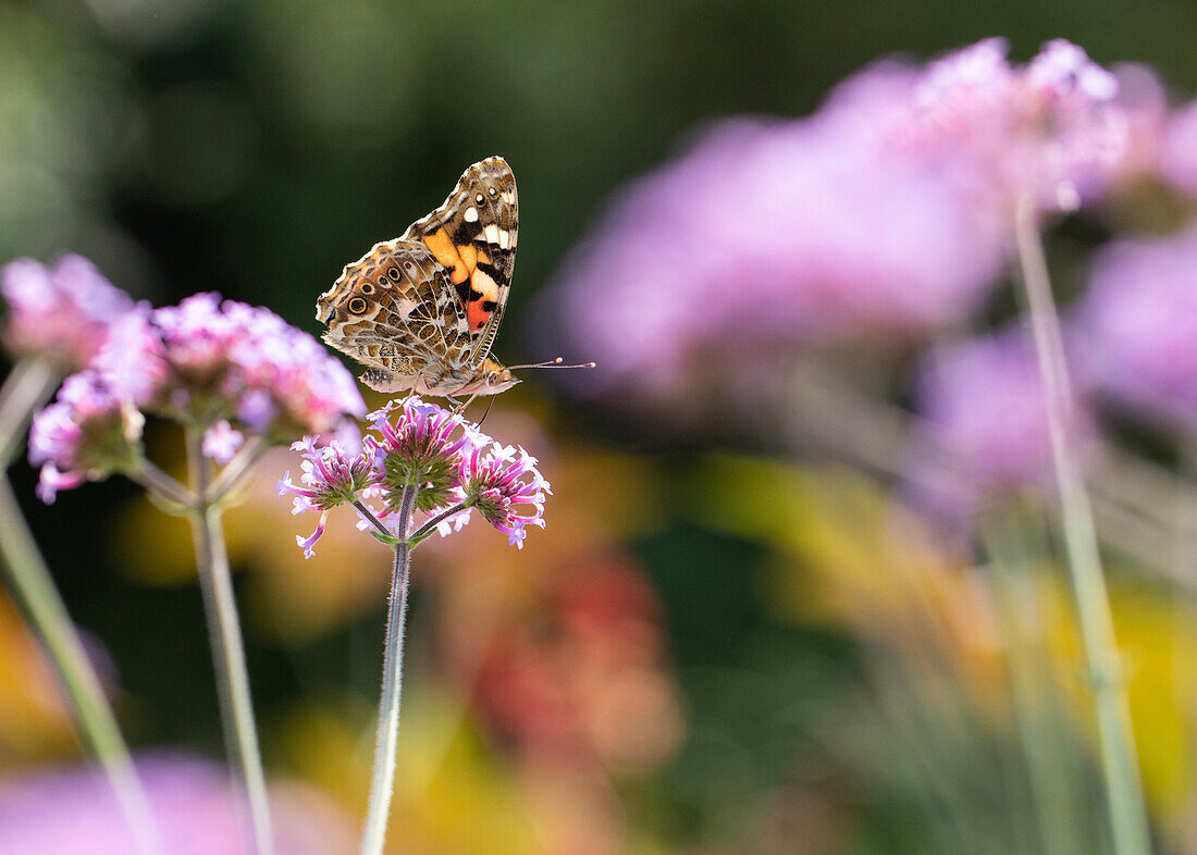 Schmetterling auf Blüte