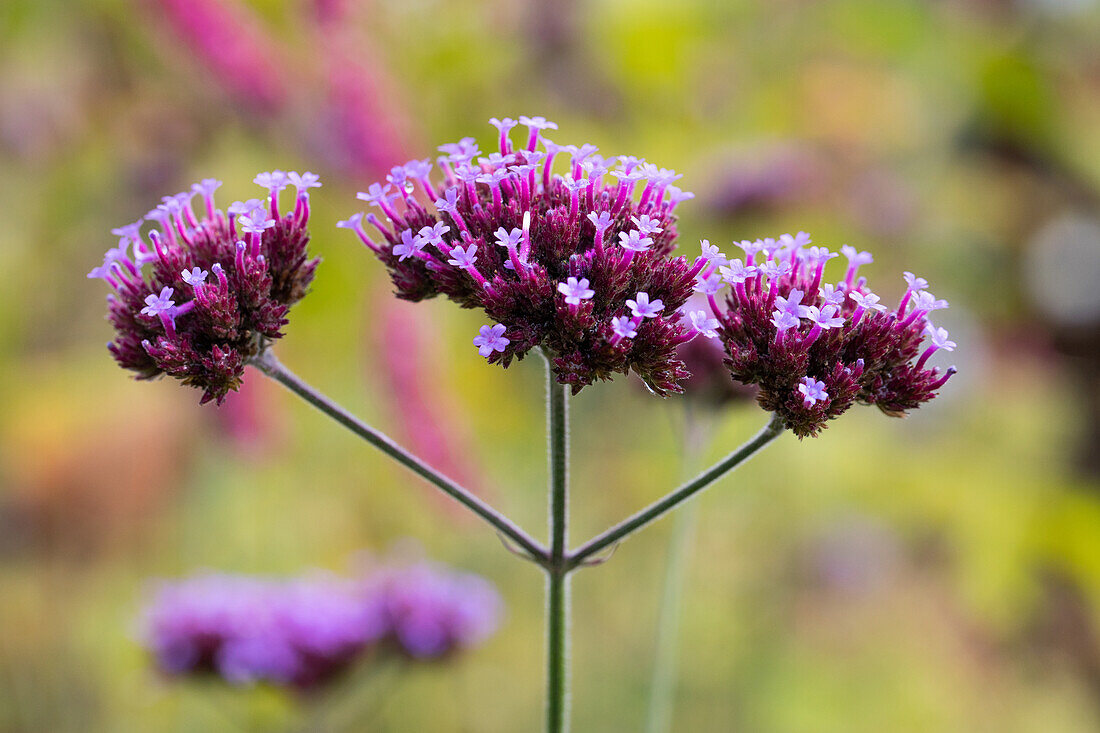 Verbena bonariensis 'Violetta'