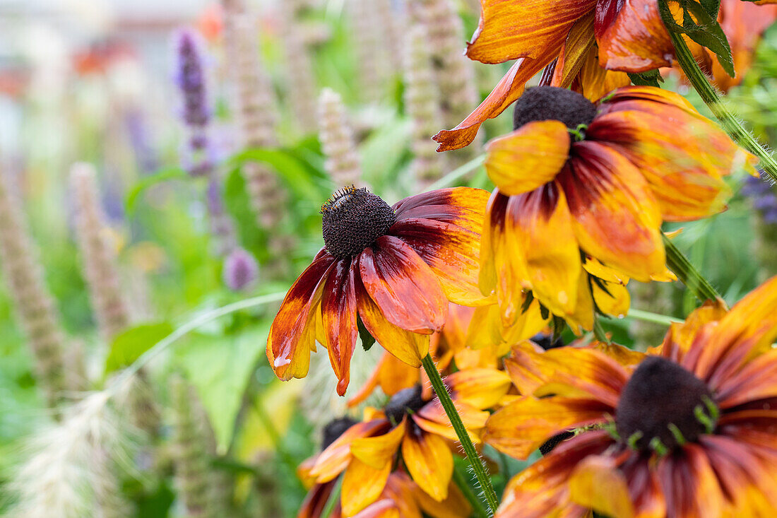 Rudbeckia hirta, gelb-rot