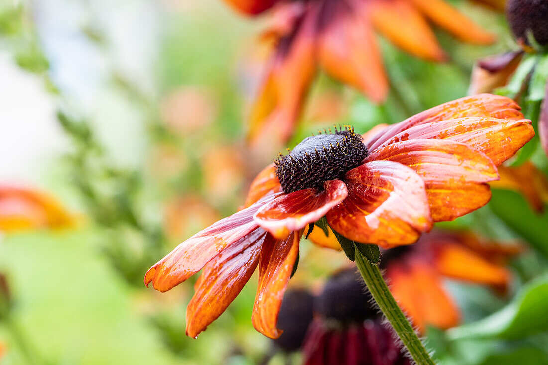 Rudbeckia hirta, gelb-rot