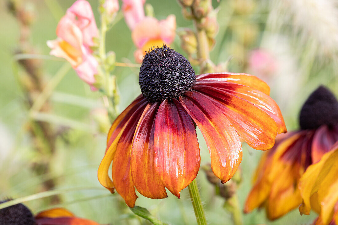 Rudbeckia hirta, yellow-red