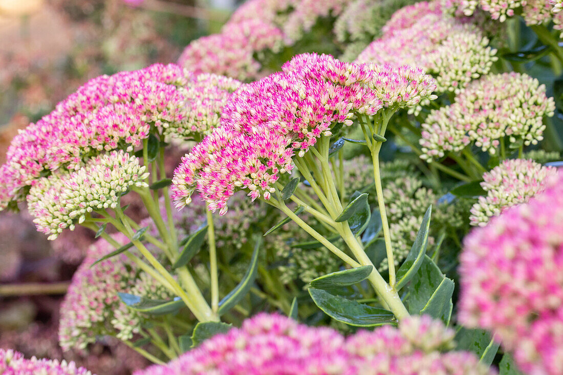 Sedum spectabile