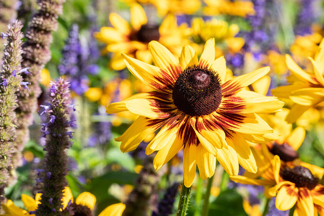 Rudbeckia hirta