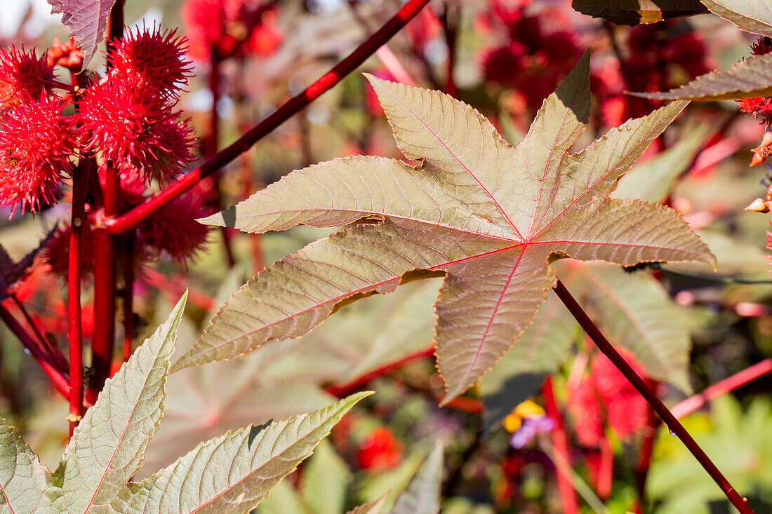 Ricinus communis