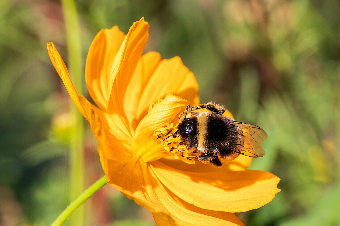 Bumblebee on flower