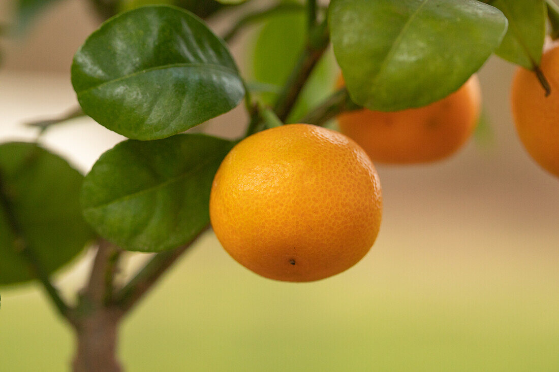 Citrus madurensis