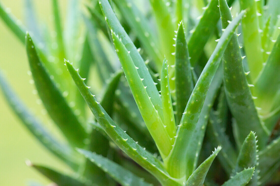 Aloe arborescens