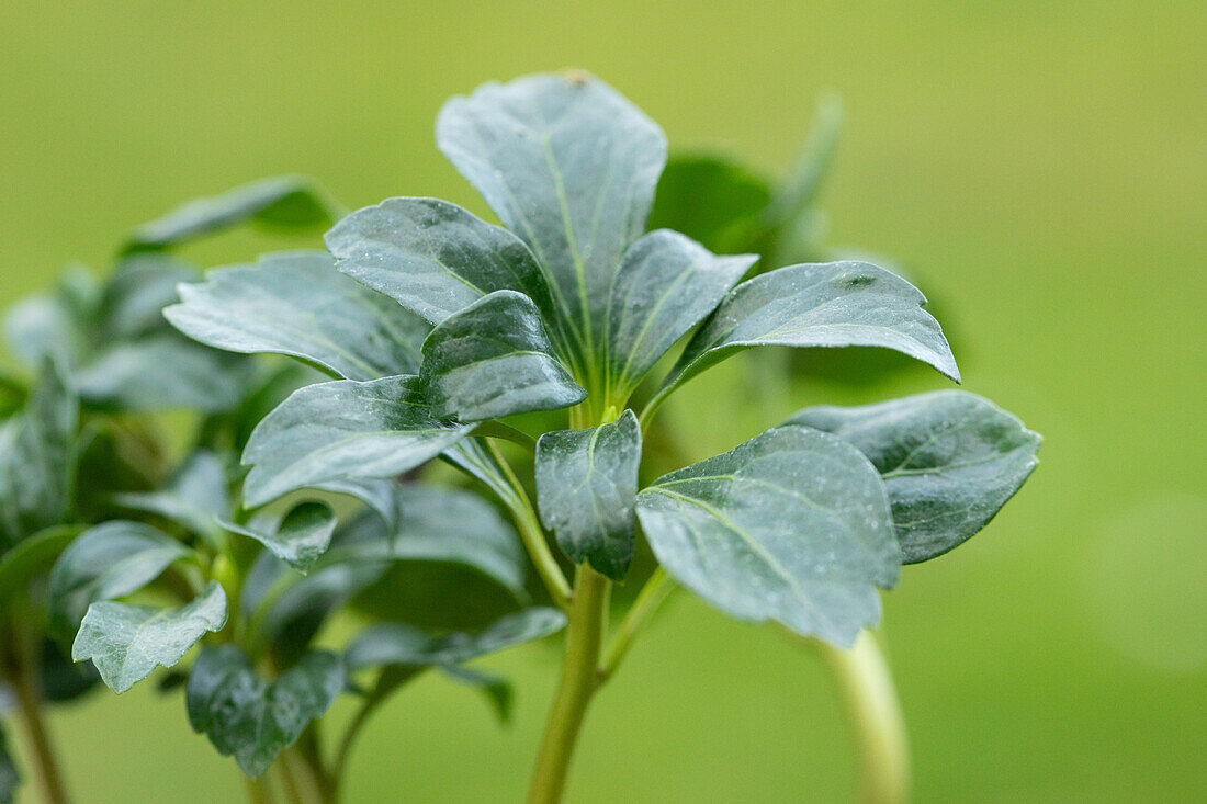 Pachysandra terminalis 'Green Sheen'®