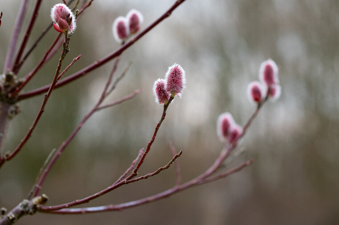 Salix 'Rotkätzchen'®, Stamm