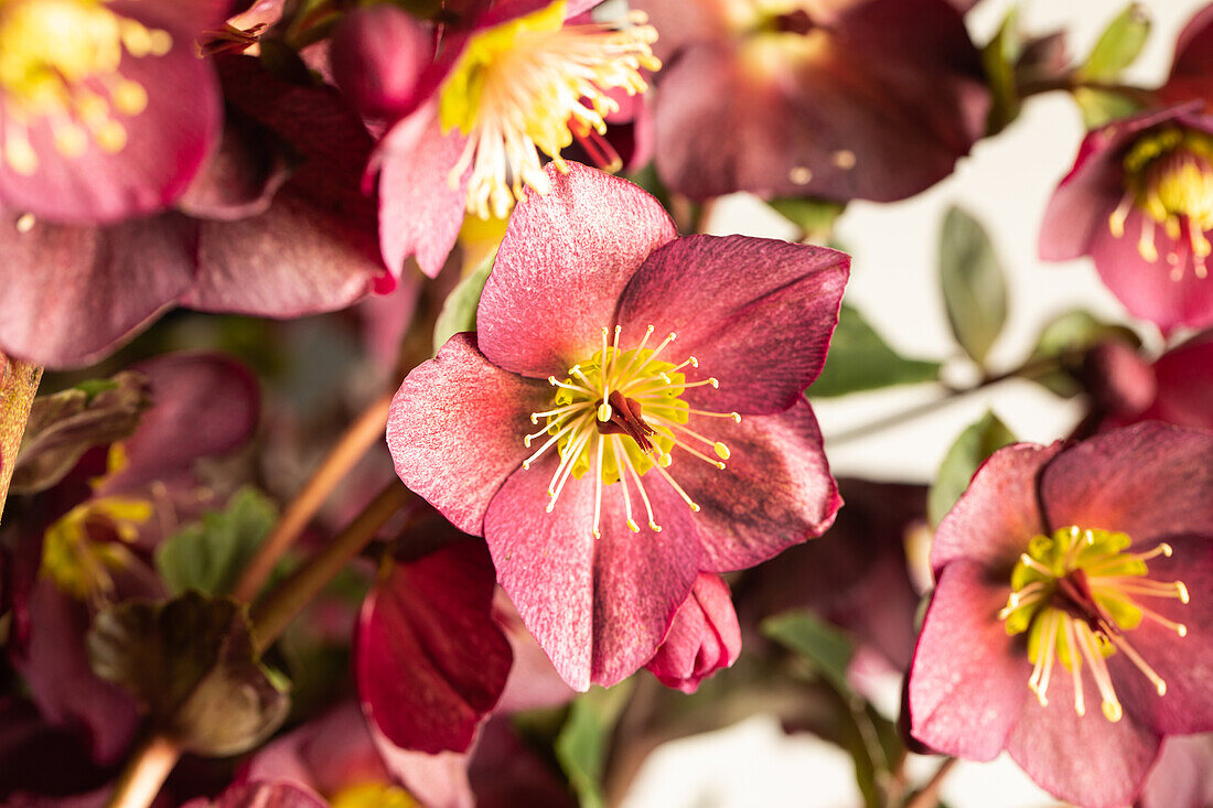 Helleborus Hybride 'HGC® Roses Merlot'